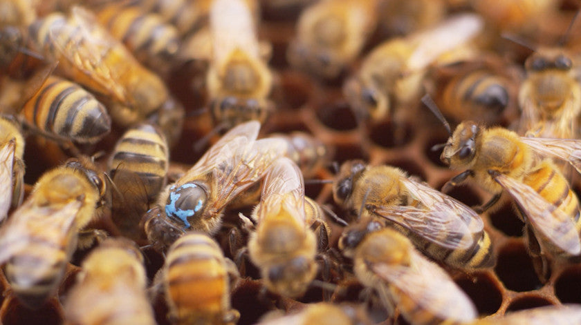 Olivarez Honey Bees